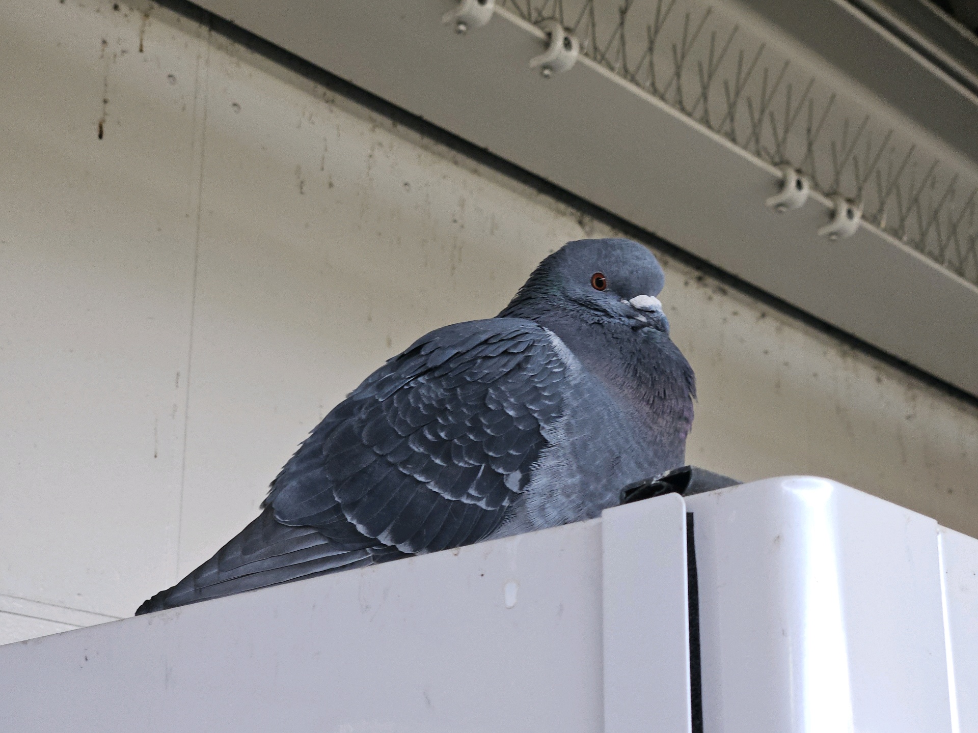 はとでん ぽっぽっぽ's avatar